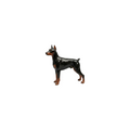 Doberman Charm